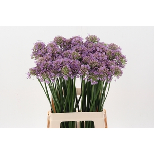 Allium Senescens