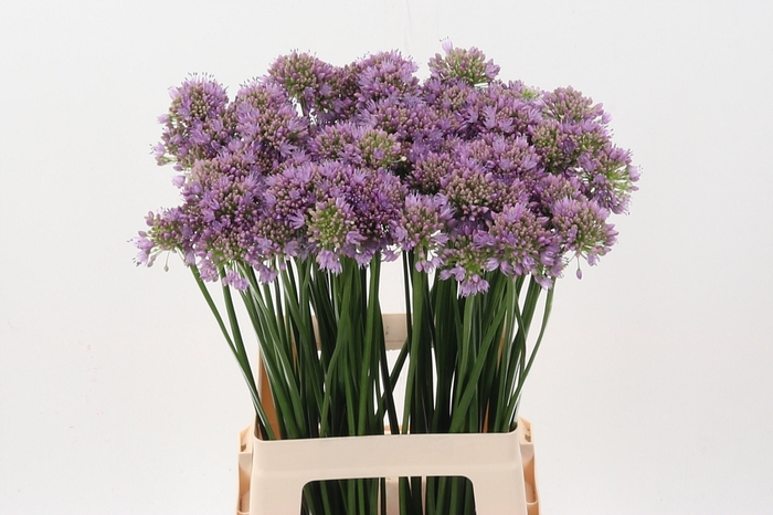 <h4>Allium Senescens</h4>
