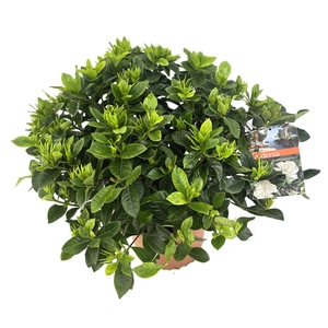 Gardenia jasminoides