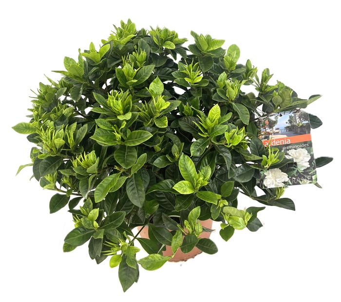 <h4>Gardenia jasminoides</h4>