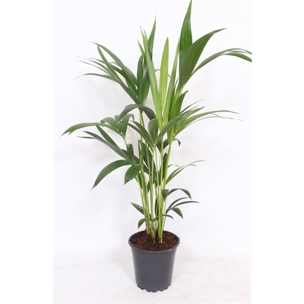 <h4>Howea forsteriana 4 per pot</h4>