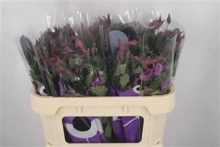 <h4>Clematis Amazing Rome Purple</h4>