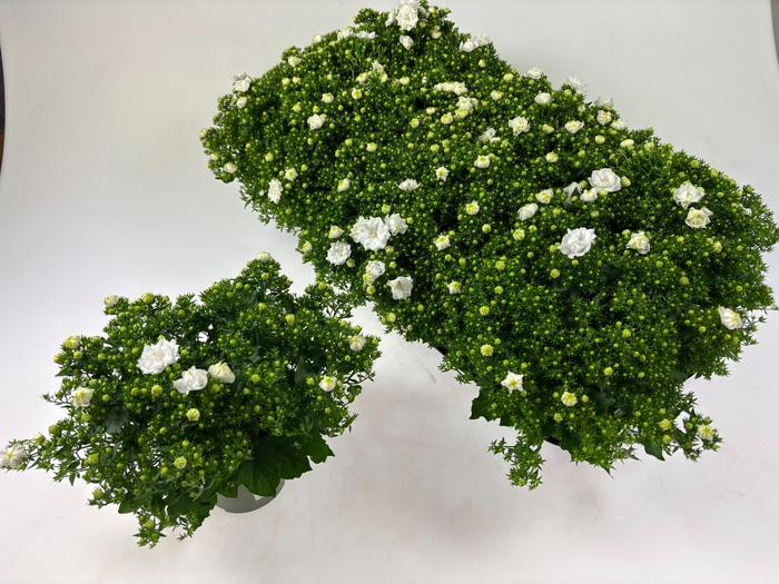 <h4>CAMP WHITE LIKE MEE</h4>