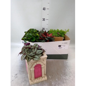 Arr. Kamerplant Groen L%