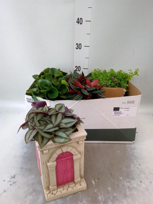 <h4>Arr.   Kamerplant Groen L%</h4>