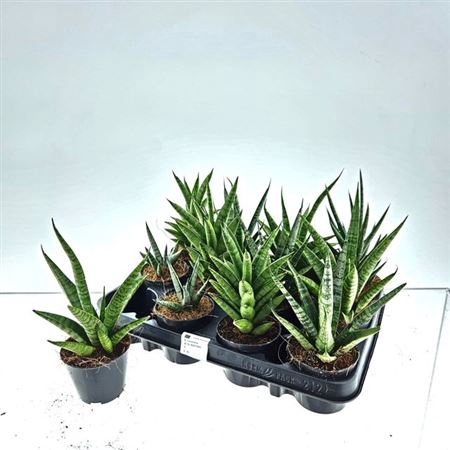 arr8 Sansev Cylindrica Ov