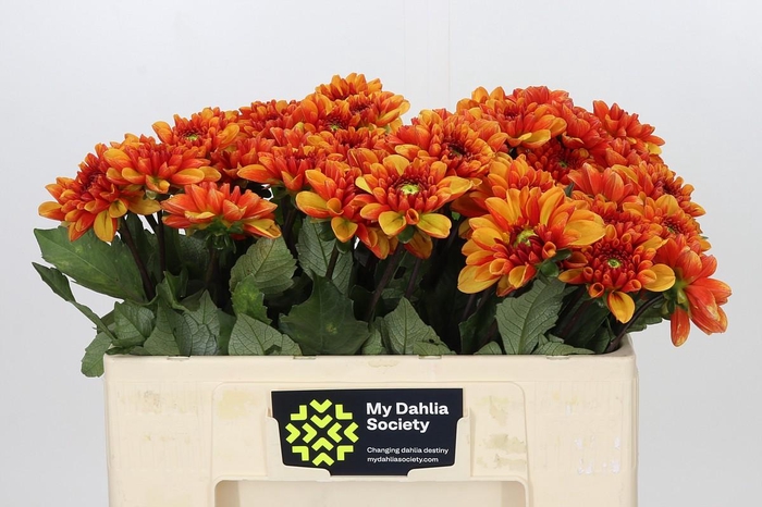 <h4>Dahlia American Sunset</h4>