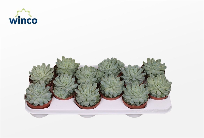 <h4>Echeveria Zonnestraal</h4>