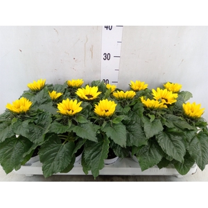 Helianthus an. 'Sunsation'