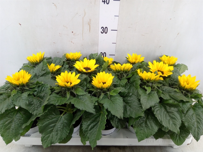 <h4>Helianthus an. 'Sunsation'</h4>