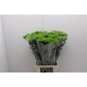 Di Barb Green Wicky 80cm
