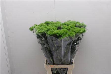 <h4>Di Barb Green Wicky 80cm</h4>