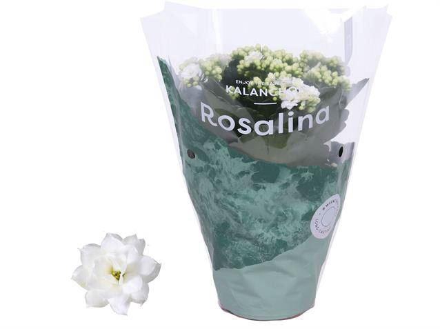 <h4>KAL GE DON DIONE</h4>