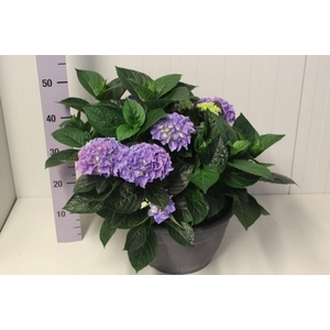 .Hydrangea macrophylla early blue