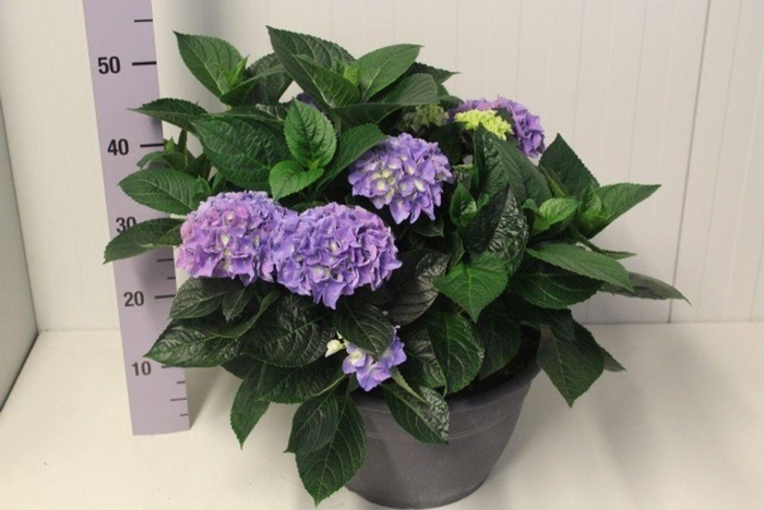 <h4>.Hydrangea macrophylla early blue</h4>
