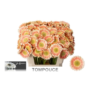 GERBERA MI 'TOMPOUCE'