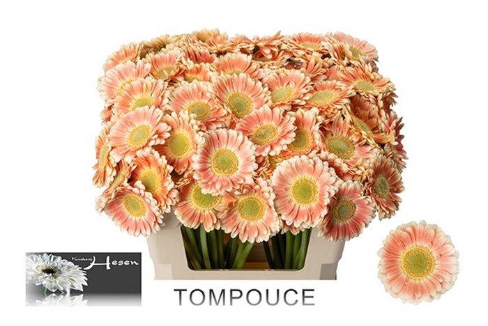 <h4>GERBERA MI 'TOMPOUCE'</h4>