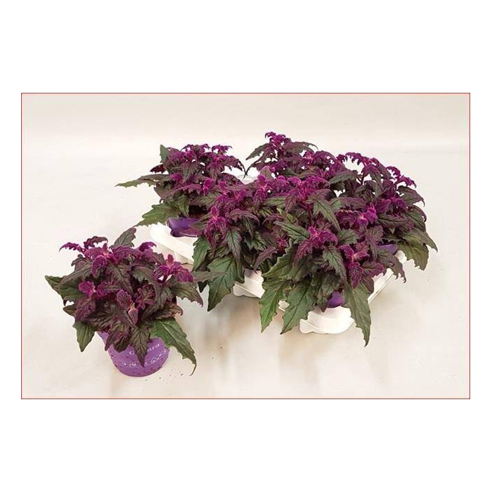 <h4>Gynura Aurantiaca 12Ø 18cm</h4>