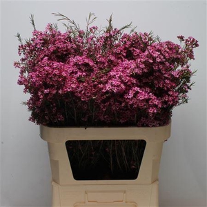 Chamelauc Mb Violet