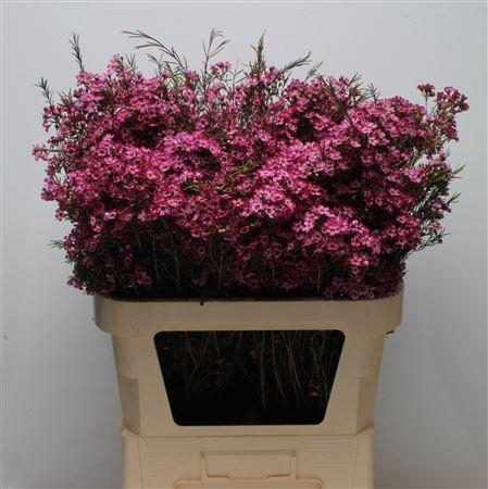 <h4>Chamelauc Mb Violet</h4>