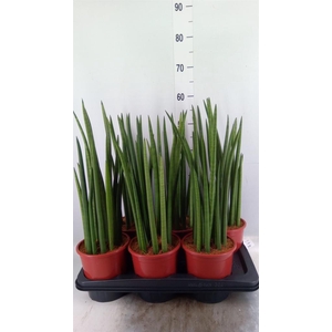 Sansevieria cyl.  ...