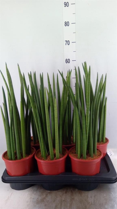 <h4>Sansevieria cyl. ...</h4>
