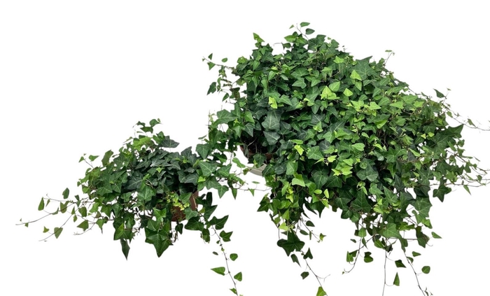 <h4>HED HE ANNA</h4>