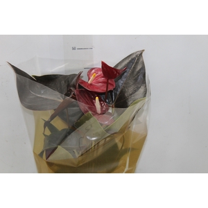 ANTHURIUM DELICATA P17