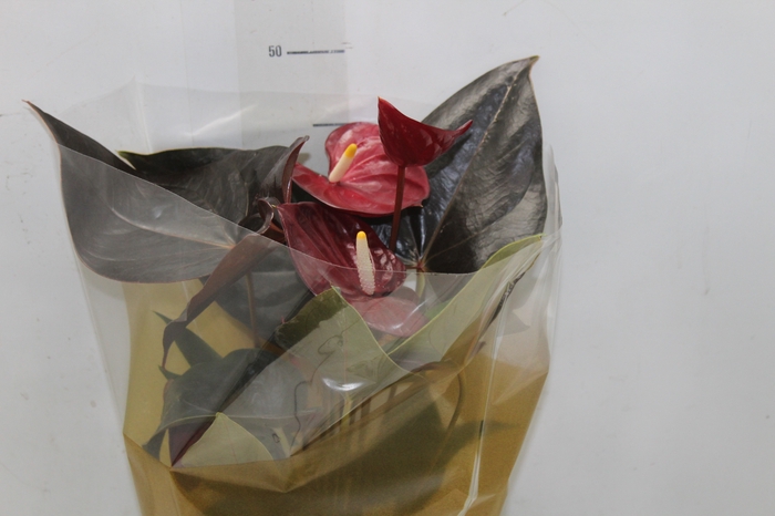 <h4>ANTHURIUM DELICATA P17</h4>