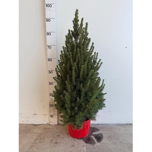 PICEA GL DECEMBER