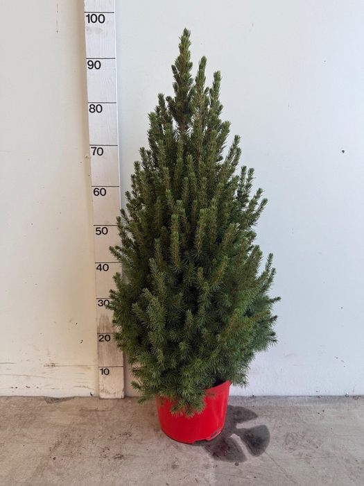 <h4>PICEA GL DECEMBER</h4>