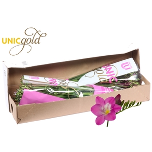 UG Barendse - Costa box