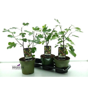 FICUS CAR BROWN TURK