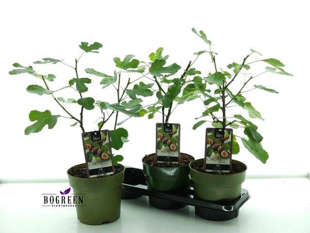 <h4>FICUS CAR BROWN TURK</h4>
