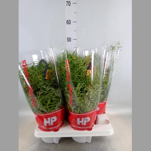 Aeschynanthus  'Green Star'