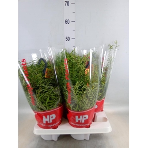 Aeschynanthus  'Green Star'