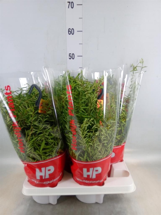 <h4>Aeschynanthus  'Green Star'</h4>