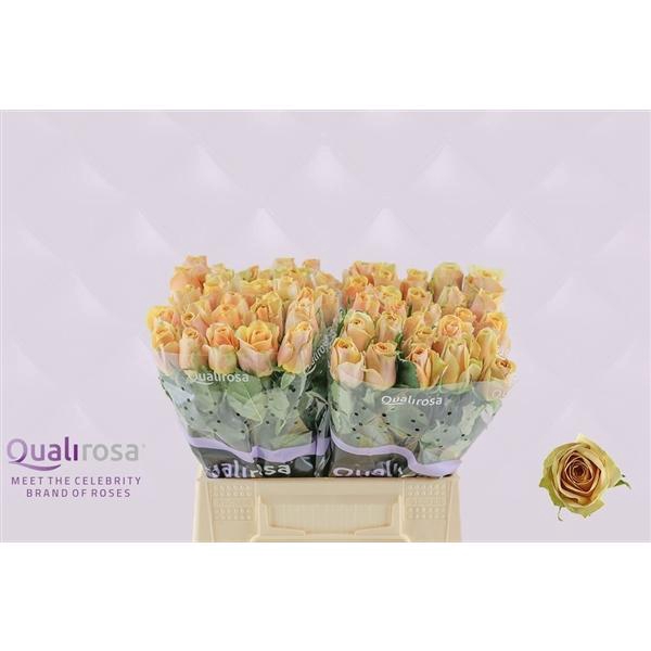 <h4>R Gr Golden Mustard</h4>