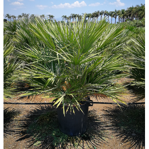 Chamaerops humilis
