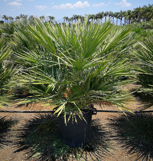 <h4>Chamaerops humilis</h4>