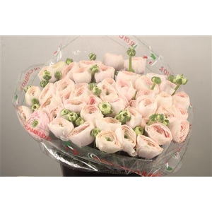 Ran... Su Hanoi Super X50