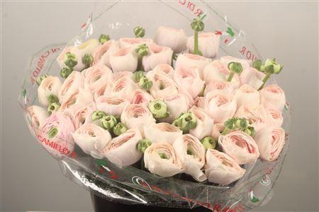 <h4>Ran... Su Hanoi Super X50</h4>