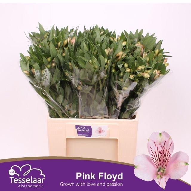 <h4>Alstr Pink Floyd</h4>