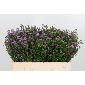 Aster Casarosa Roze