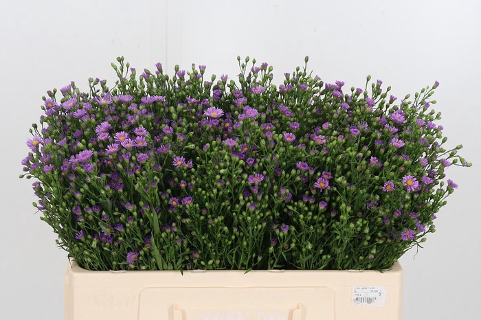<h4>Aster Casarosa Roze</h4>