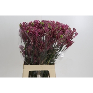 Kangaroo Paw Mini Pearl