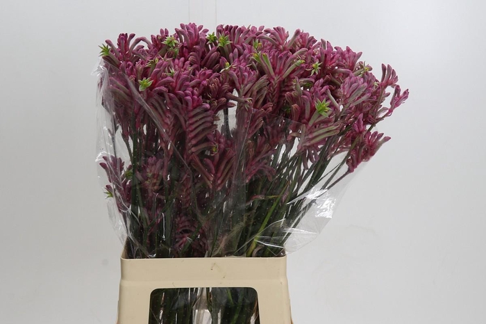 Kangaroo Paw Mini Pearl