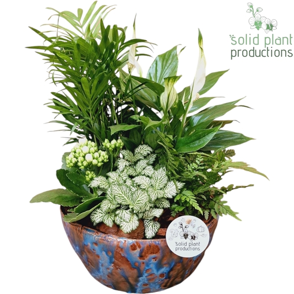 <h4>SC080 Olivia Blue 5PP Mix</h4>