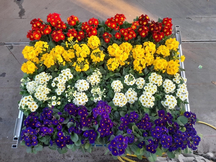 <h4>PRIM EL STELLA GEM</h4>