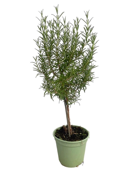 <h4>Rosmarinus Officinalis Op Stam</h4>